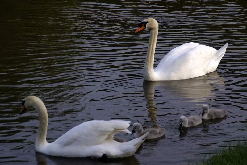 Schwaene auf der Sauer Bild Nr.058
